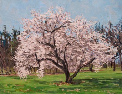 Cherry Tree &mdash; Early Spring